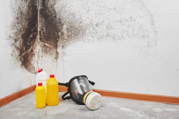 Mold Documentation for Insurance Claims in Las Animas, CO