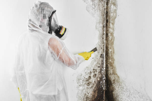 Mold Removal for HVAC Installations in Las Animas, CO